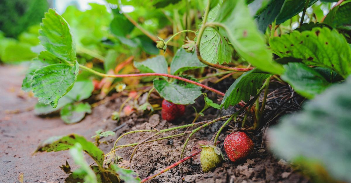 Close-up view of ripe strawberries on plants in a garden during summer.